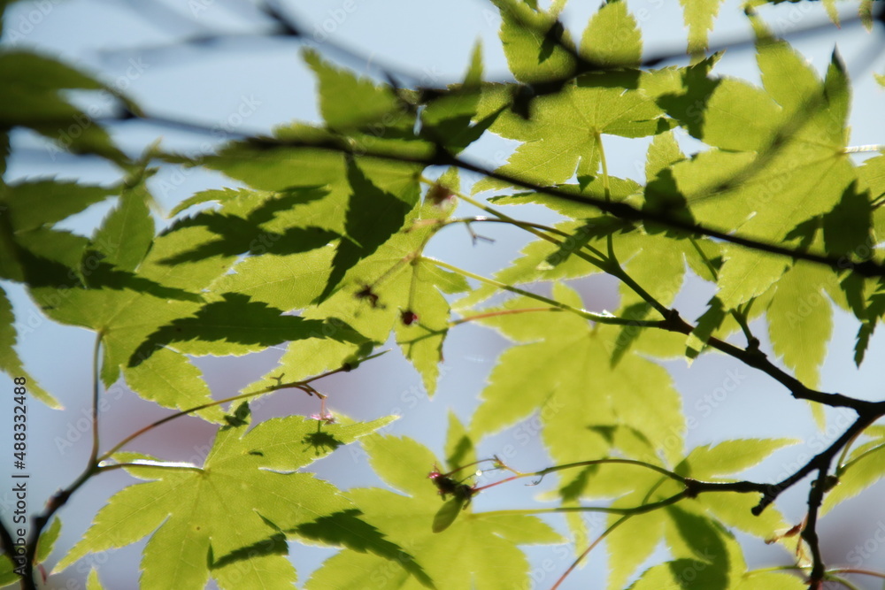Fototapeta premium 透き通る新緑の楓の接写