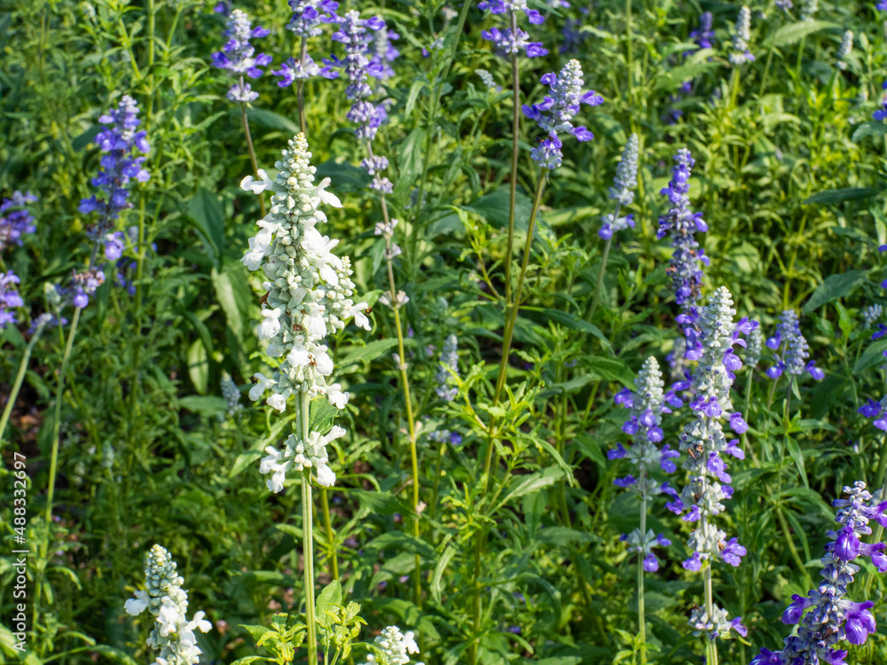 white salvia flowers with purple flowers in the garden white salvia flowers with purple flowers in the garden