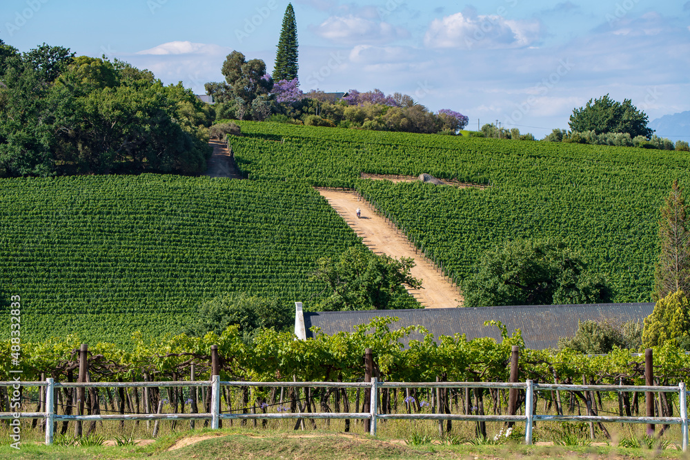 Vineyard