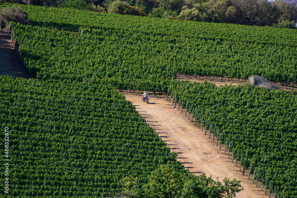 vineyard