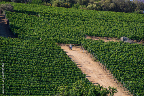 Obraz na płótnie vineyard w salonie