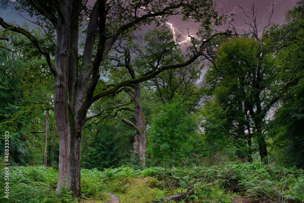 Naklejka premium Gewitterblitz über alten Eichen
