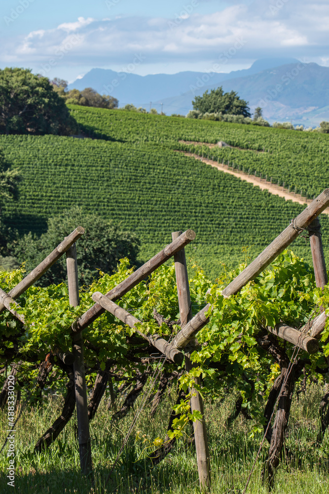 Vineyard