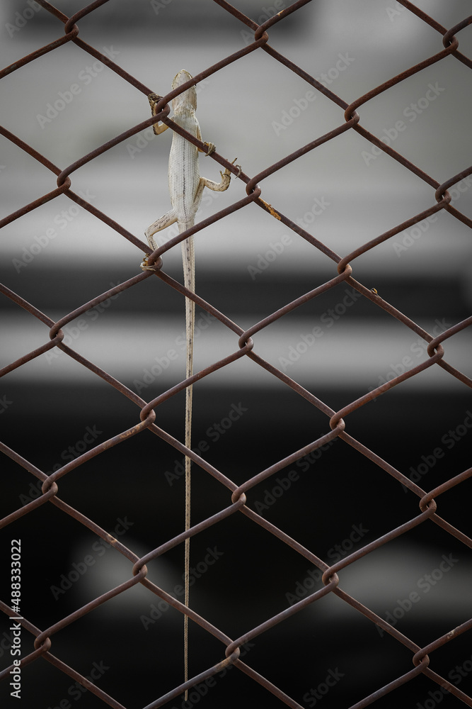 Fototapeta premium A chameleon perched on the iron fence