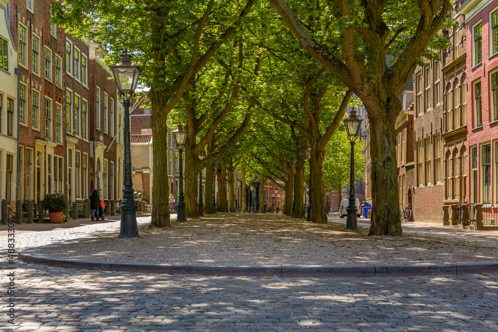 Obraz premium Tree lane on the Hooglandse Kerkgracht in Leiden, the Netherlands