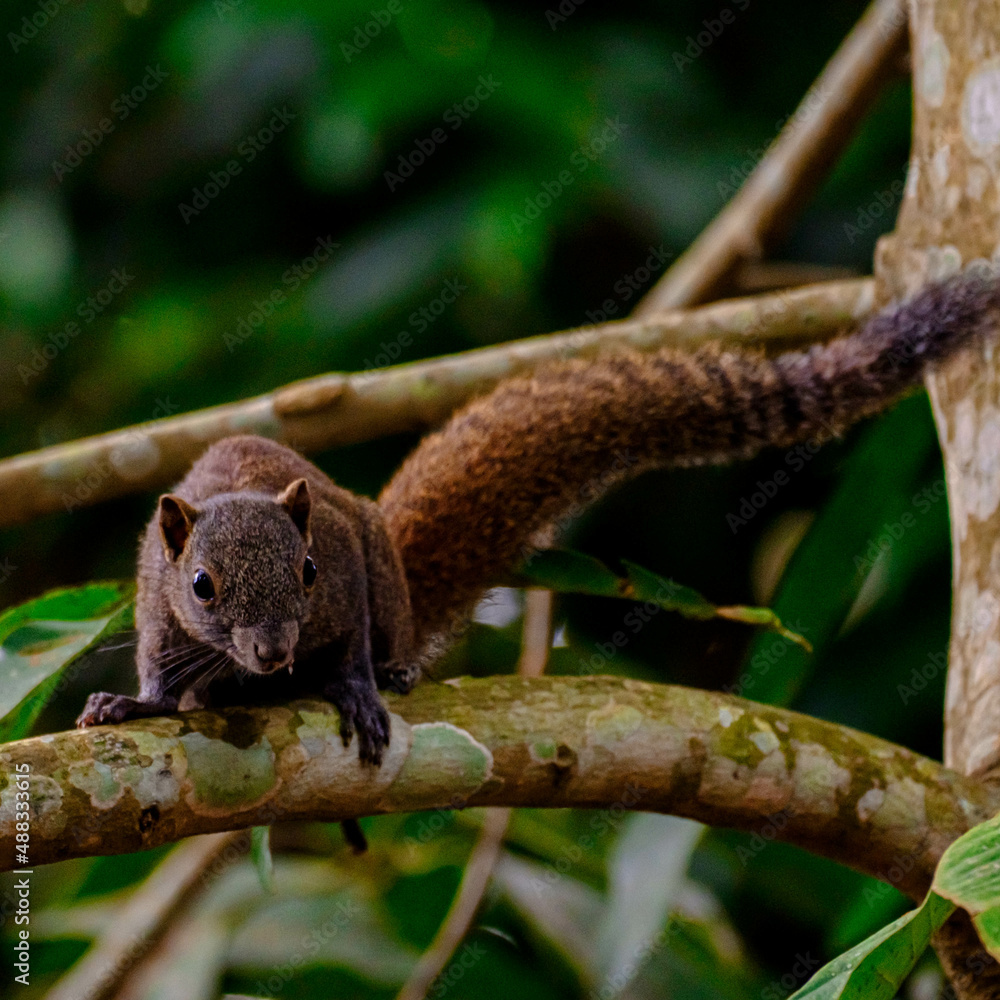 A squirrel on a tree in the forest. A squirrel on a tree in the forest.