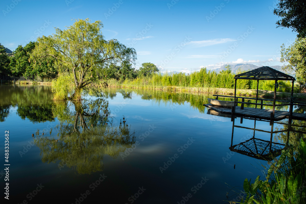 Tree on the pond