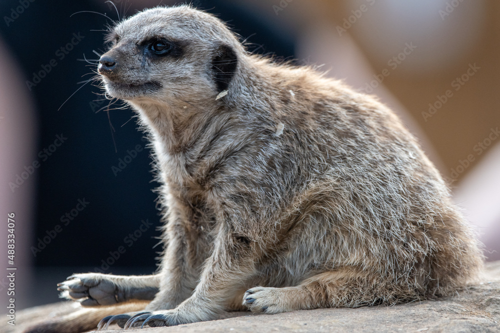 Fototapeta premium Meerkats in captivity at the zoo