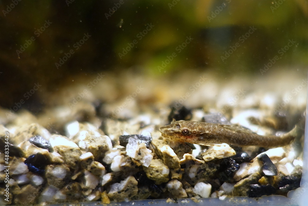 オトシンネグロ 熱帯魚 オトシンネグロ 熱帯魚