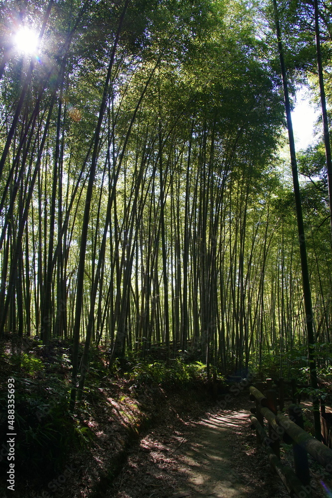 竹林 竹林