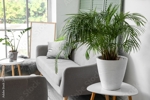 Big houseplant on coffee table in light living room
