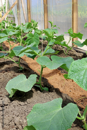 A cucumber bush grows in a closed greenhouse on the ground