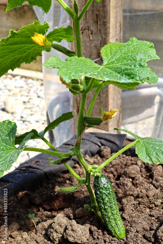 A cucumber bush grows in a closed greenhouse on the ground