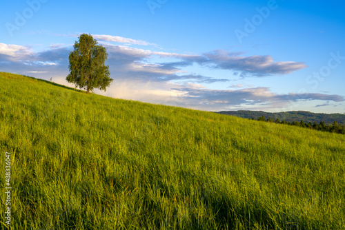 lonely tree on green meadow during sunset at spring