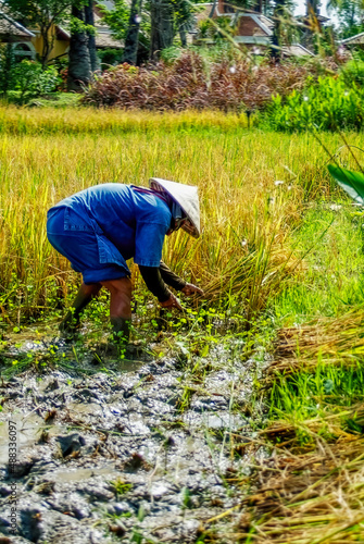 Farmer harvesting rice in field -- Thailand 2005