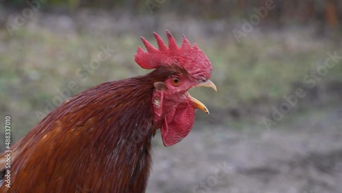 Close up of rooster head while crowing outdoor photo