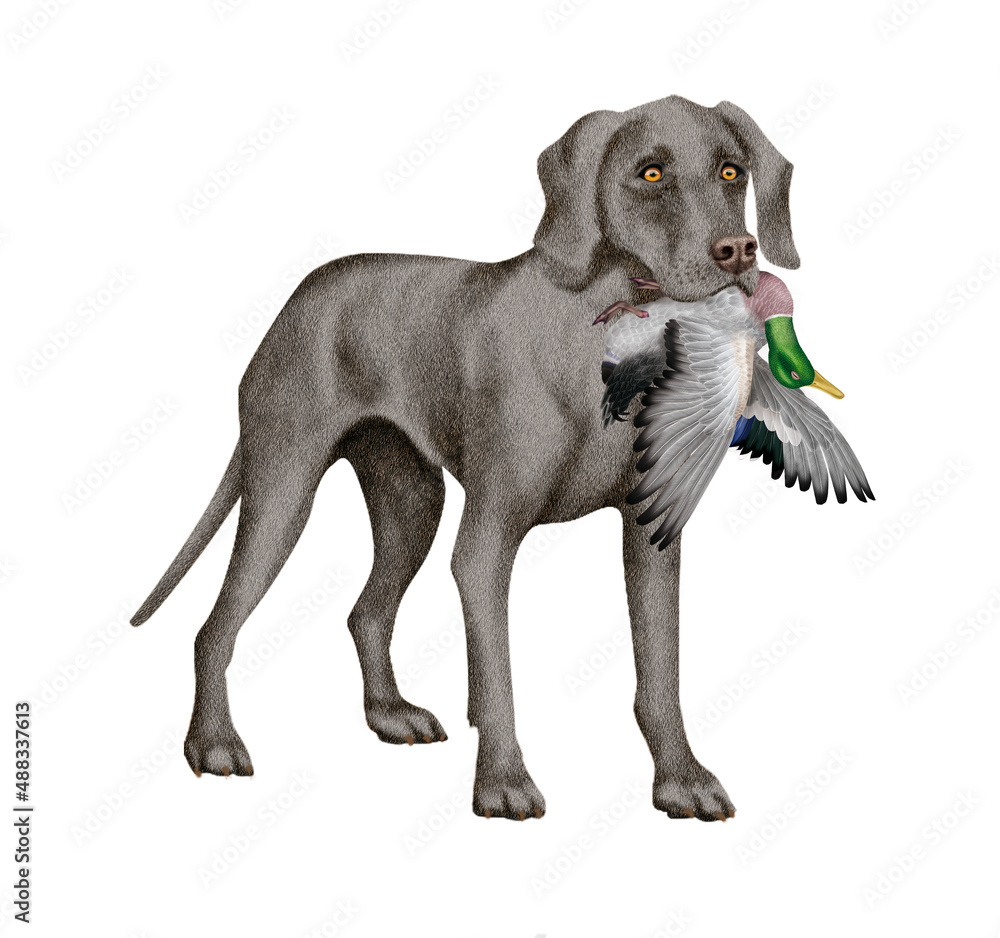 chien, animal de compagnie, braque de weimar, gibier, colvert , mal, femelle, à poil court, animal, gris , chiot, canidé, isolé, braque, joli, noir et blanc, portrait, mammifère, chien de rapport, de chien, animal de compagnie, braque de weimar, gibier, colvert , mal, femelle, à poil court, animal, gris , chiot, canidé, isolé, braque, joli, noir et blanc, portrait, mammifère, chien de rapport, de