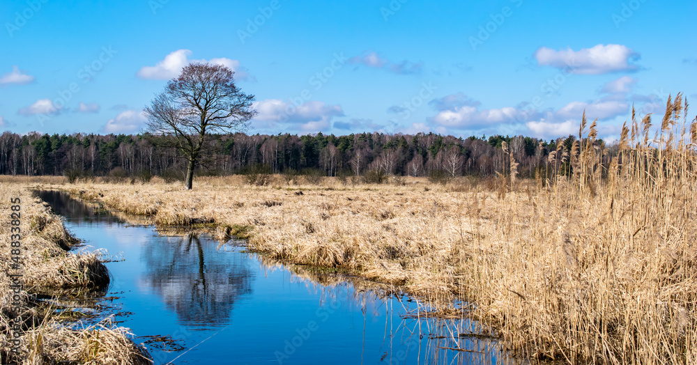 swamp landscape, river and reeds in sunny day swamp landscape, river and reeds in sunny day