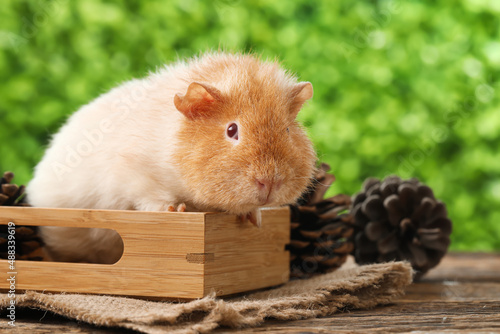 Funny Guinea pig in box wit...