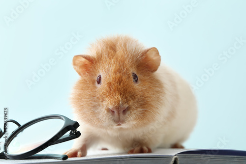 Funny Guinea pig with eyegl...