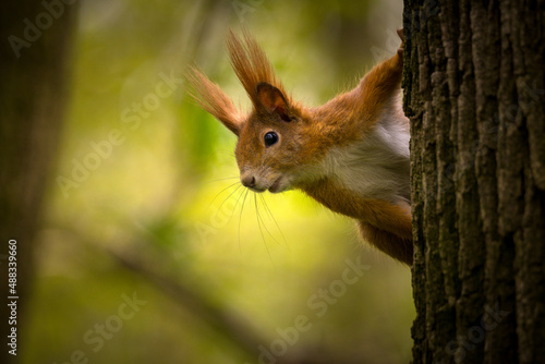  Red squirrel on tree (lat. Sciurus vulgaris)