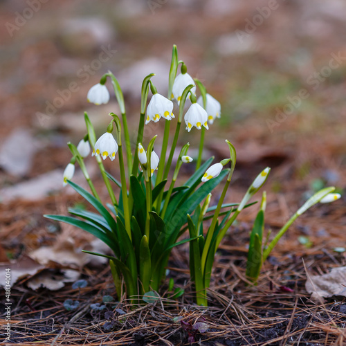 Whiteflowers ( lat. Leucojum ) is a genus of plants of the Amaryllis family. Snowdrops in spring garden.