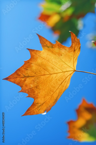 Deteriorating maple leaf during autumn or fall