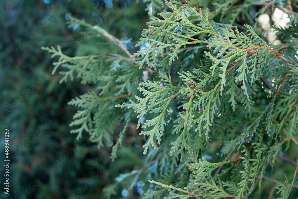 Green fir branches closeup, background and texture