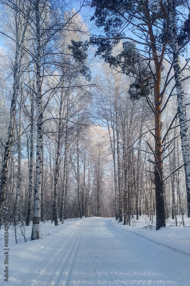 Obraz premium Winter forest