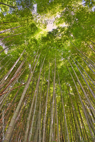 Looking up through a canopy of tall bamboo trees