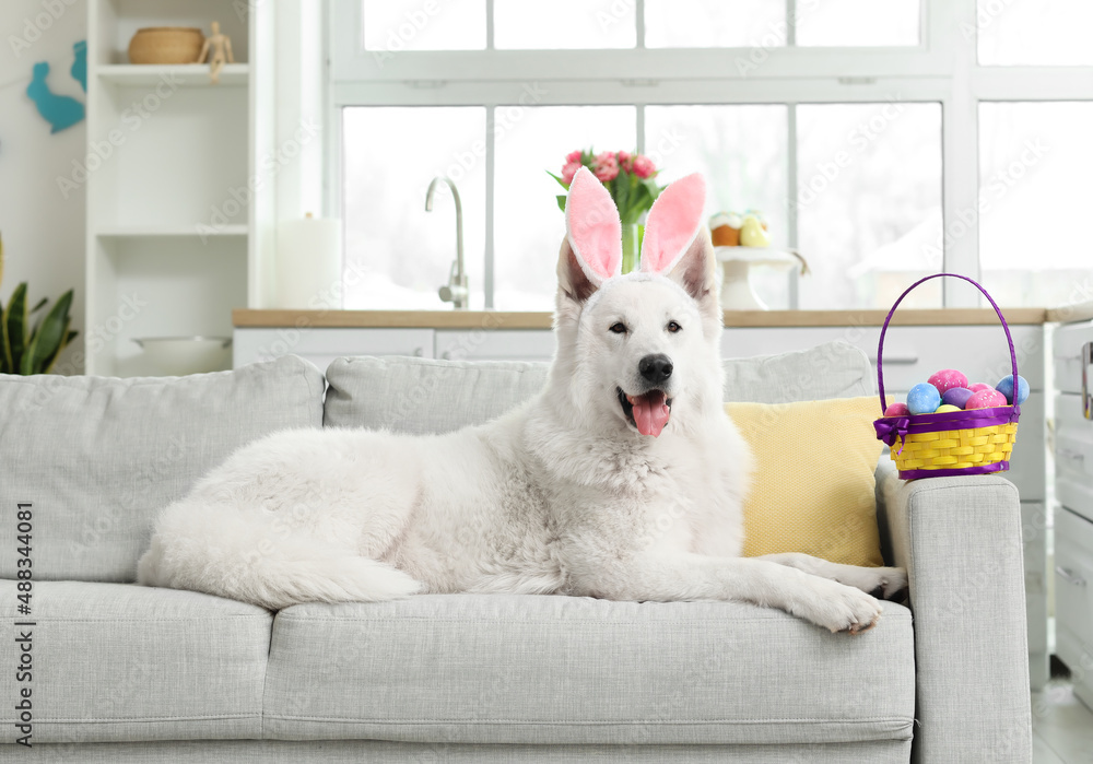 Funny white dog with bunny ears and Easter eggs in basket lying on sofa at home Funny white dog with bunny ears and Easter eggs in basket lying on sofa at home