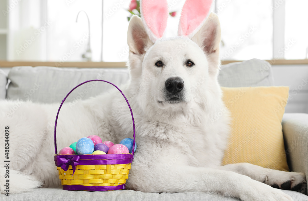 Funny white dog with bunny ears and Easter eggs in basket lying on sofa at home Funny white dog with bunny ears and Easter eggs in basket lying on sofa at home