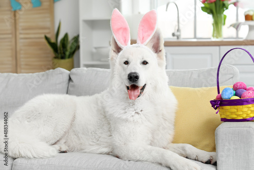 Funny white dog with bunny ...