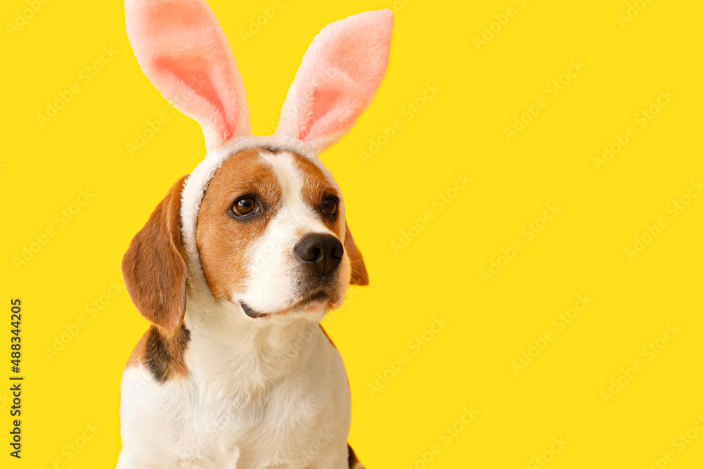 Funny Beagle dog with bunny ears on yellow background