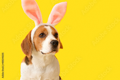 Funny Beagle dog with bunny ears on yellow background © Pixel-Shot