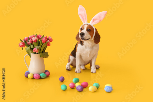 Funny Beagle dog with bunny ears, Easter eggs and tulips in vase on yellow background © Pixel-Shot
