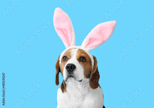 Funny Beagle dog with bunny ears on blue background, closeup © Pixel-Shot