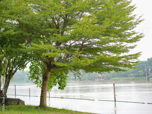Big green tree on the riverside.