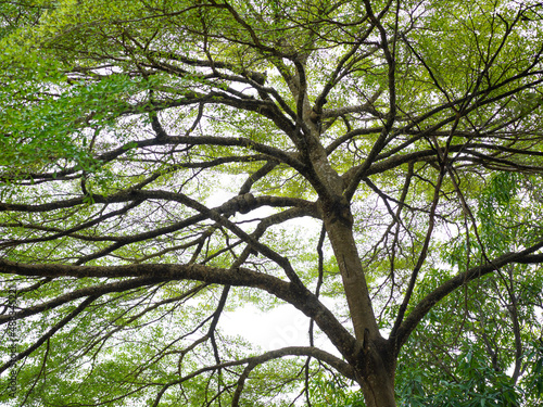  branch of big green tree in park 