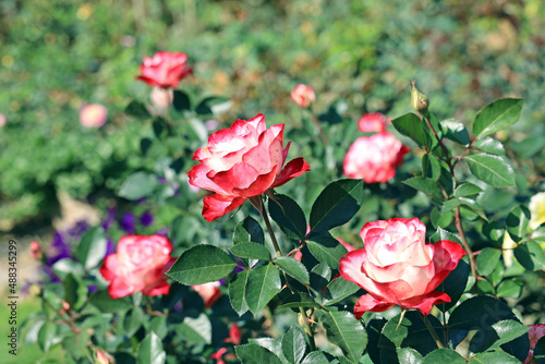 Pink roses with green leaves in natural garden.