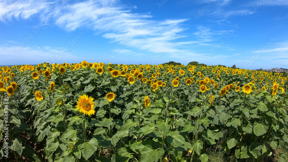 Large yellow sunflowers bloomed on a farm field in summer at Carreco, Viana do Castelo, Portugal. Agricultural industry, production of sunflower oil and honey. Large yellow sunflowers bloomed on a farm field in summer at Carreco, Viana do Castelo, Portugal. Agricultural industry, production of sunflower oil and honey.