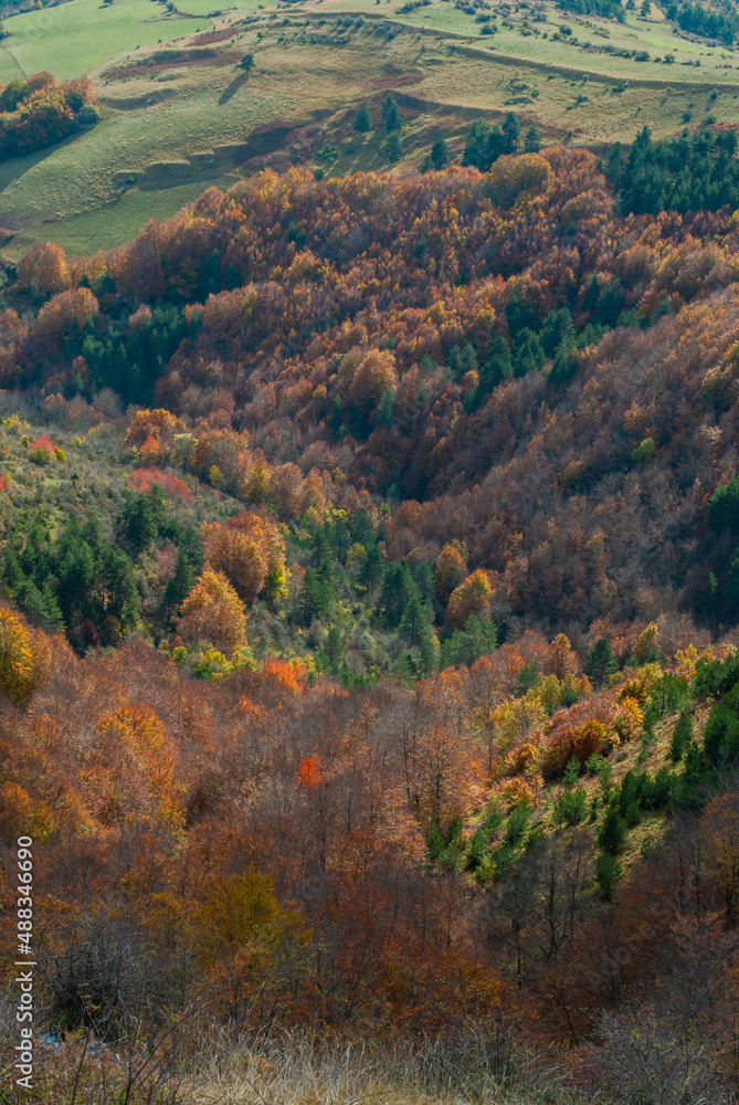 Wooded landscape of reds, oranges and green forests