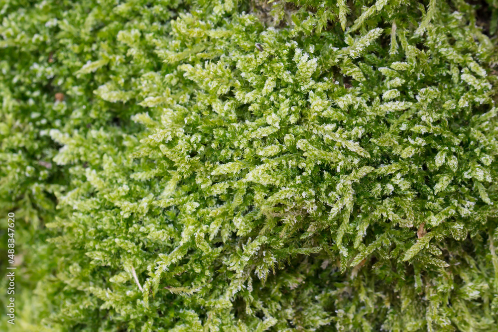 moss covered with hoar frost macro moss covered with hoar frost macro