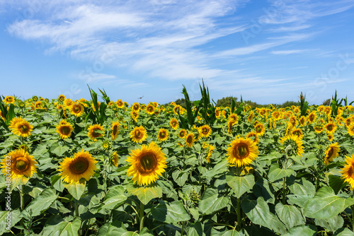 Large yellow sunflowers bloomed on a farm field in summer at Carreco  Viana do Castelo  Portugal. Agricultural industry  production of sunflower oil and honey.