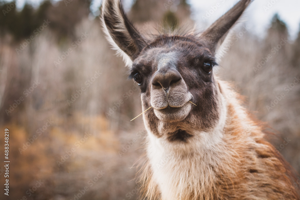 Fototapeta premium Lama