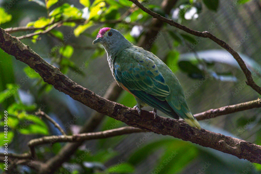 Rose-crowned Fruit-dove, Ptilinopus regina, also known as pink-capped or Swainson's fruit-dove, beautifully multi colored, seen in profile perched on a tree branch.