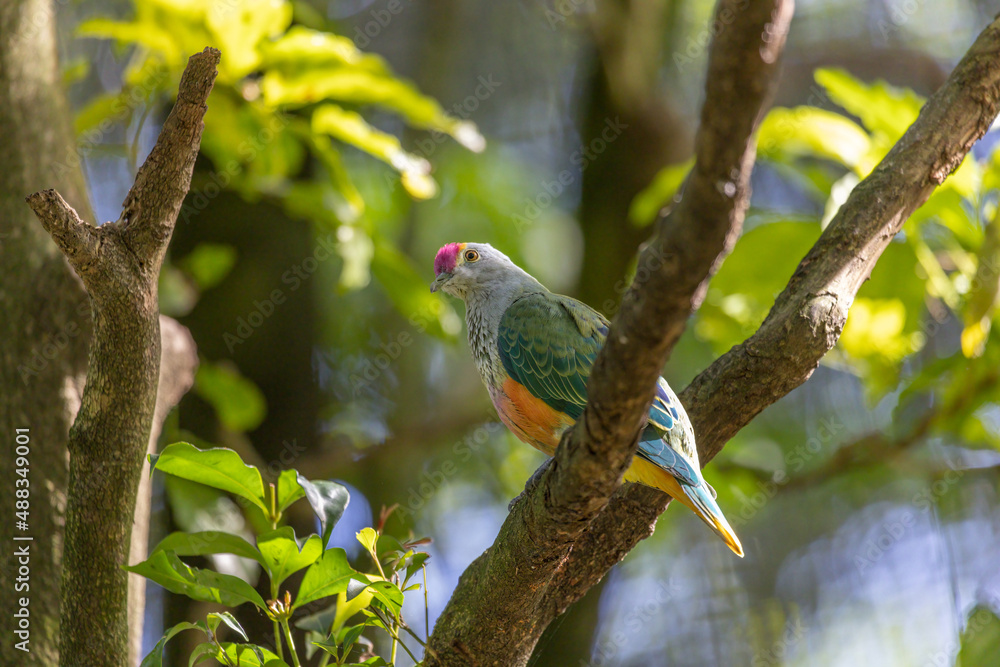 Obraz premium Rose-crowned Fruit-dove, Ptilinopus regina, also known as pink-capped or Swainson's fruit-dove, beautifully multi colored, perched on a tree branch in a sunny day, turning the neck to look at camera.