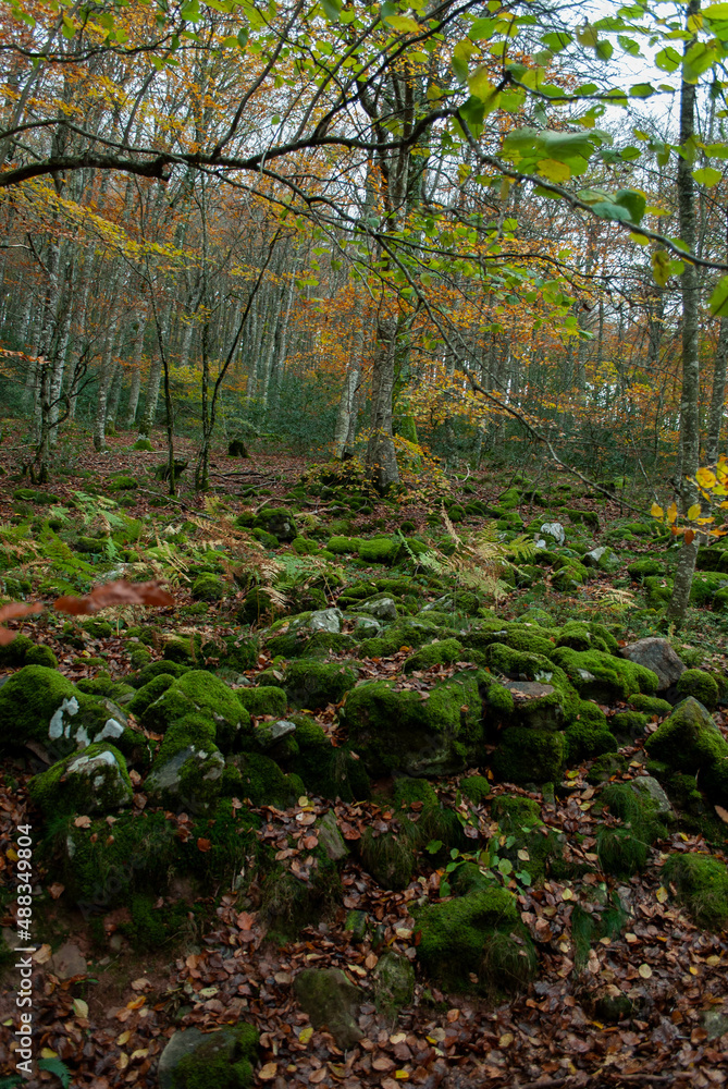 Fototapeta premium Autumn forest of contrasting reds, greens, oranges and greens
