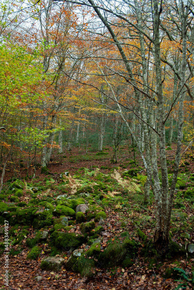 Fototapeta premium Autumn forest of contrasting reds, greens, oranges and greens