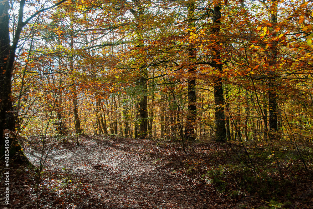 Autumn forest of contrasting reds, greens, oranges and greens